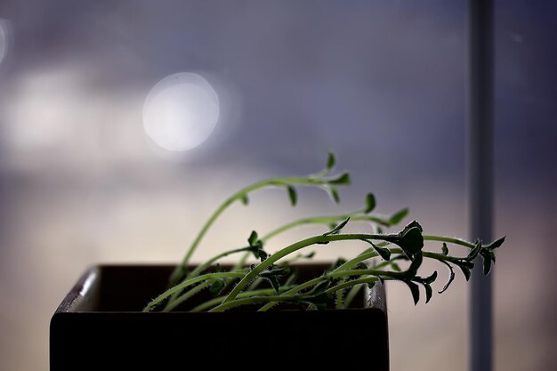 young sprouts in a pot / fresh little greens, biology, botany concept