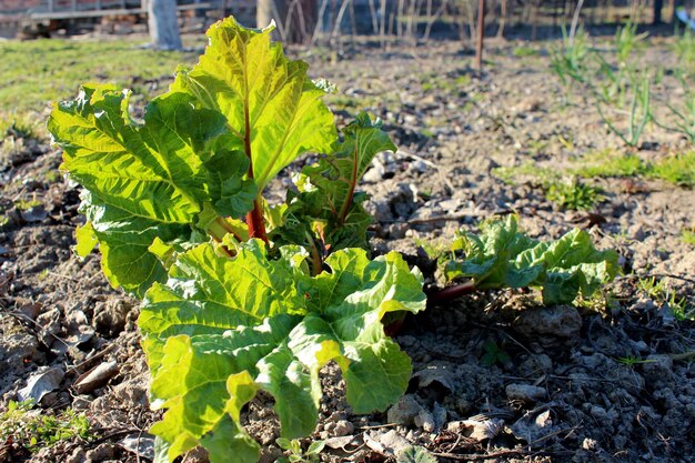 Young sprouts of a rhubarb progrown from the ground in the spring