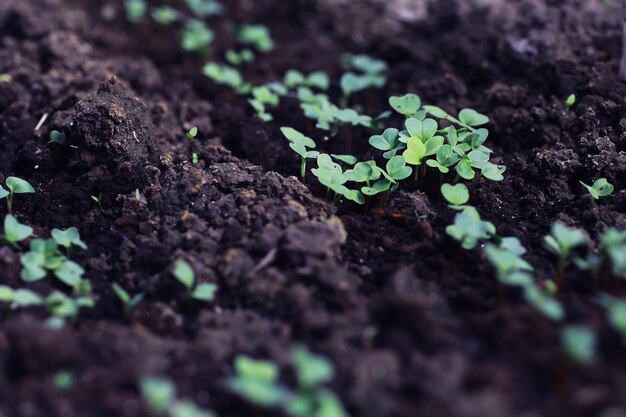 Young sprouts of seedlings in the vegetable garden Greenery in a greenhouse Fresh herbs in the spring on the beds