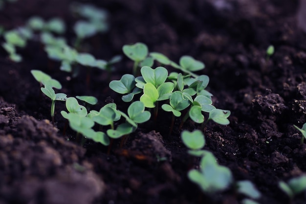 Young sprouts of seedlings in the vegetable garden Greenery in a greenhouse Fresh herbs in the spring on the beds