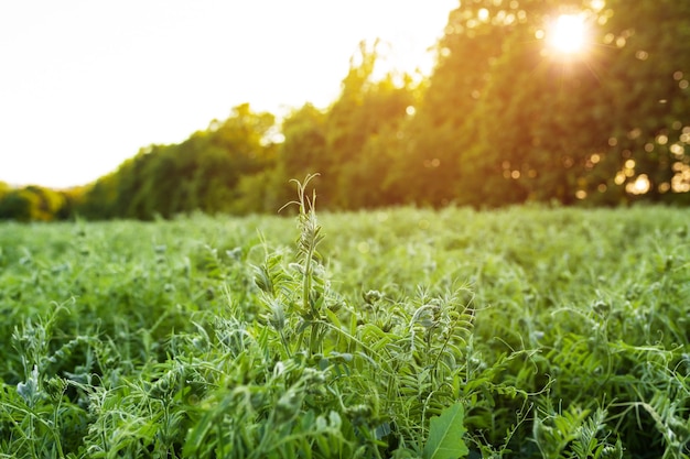 Young sprouts of Vicia villosa in a field at sunset