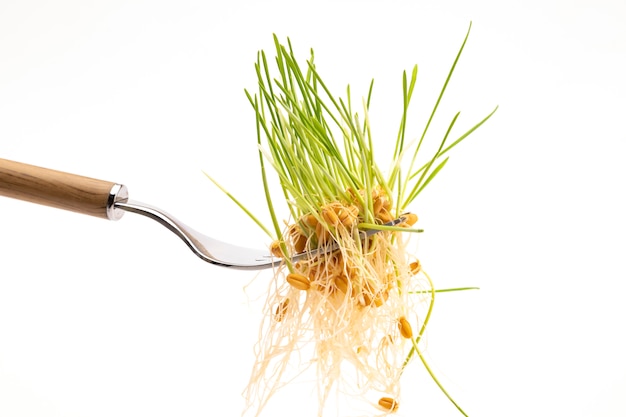 Young sprouts of wheat on a fork close-up. Ingredient for a healthy diet. Healthy food concept