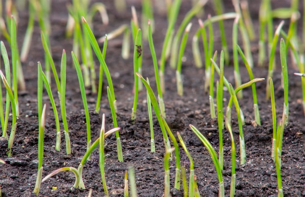 Young sprouts of wheat growing grain crops in the field