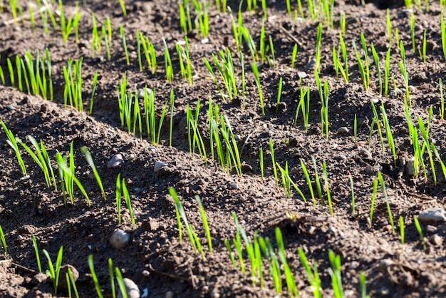 Young sprouts of wheat