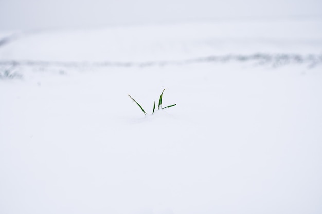 Foto i giovani germogli di grano invernale delle colture di grano iniziarono a germogliare dal terreno. territorio agricolo