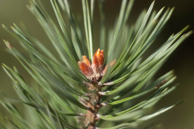 Foto giovane abete rosso nella foresta