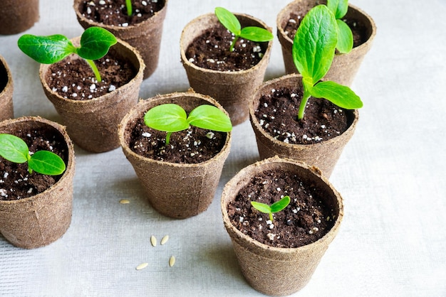 A young squash seedling grows in a pot