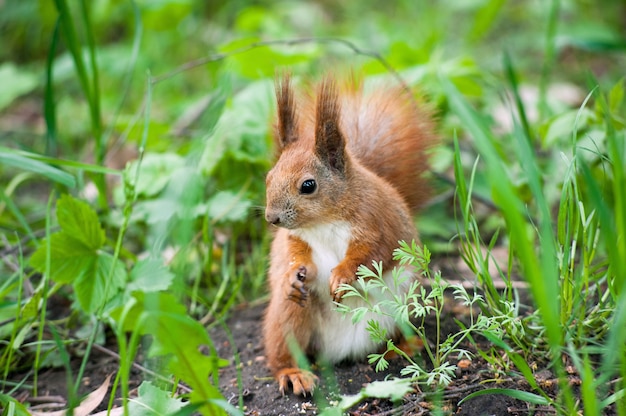 Young squirrel with a fluffy tail looks wary in the grass