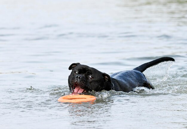 young staffie swimming in a river in summer