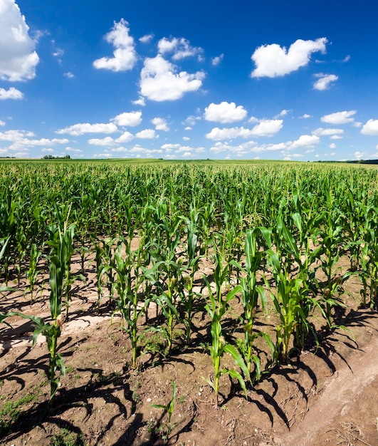 Giovani steli di mais all'inizio della primavera, paesaggio