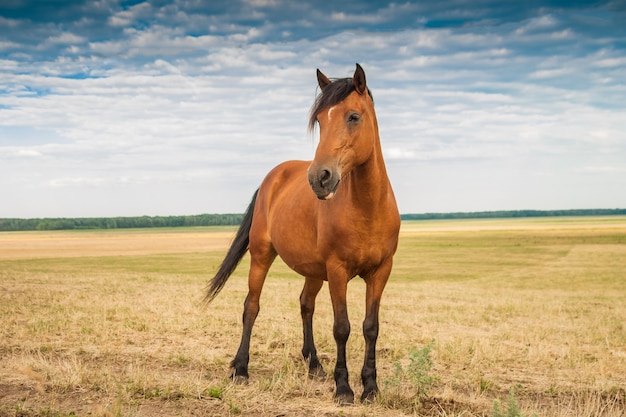 Photo young stallion in the field