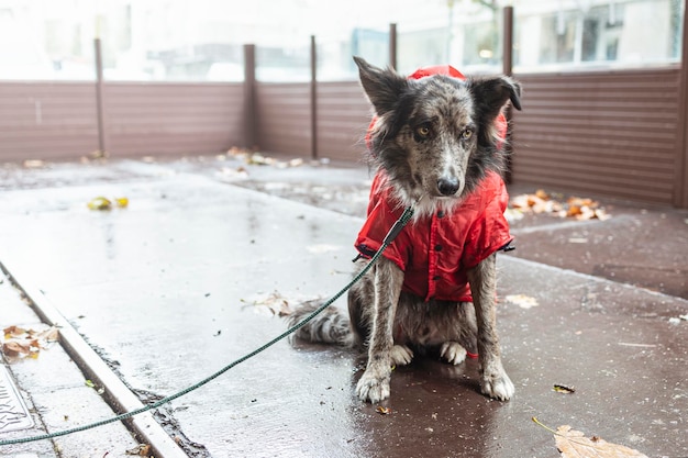 Young static dog sitting on the street in red rain coat jacket Photo taken on a cloudy and rainy day