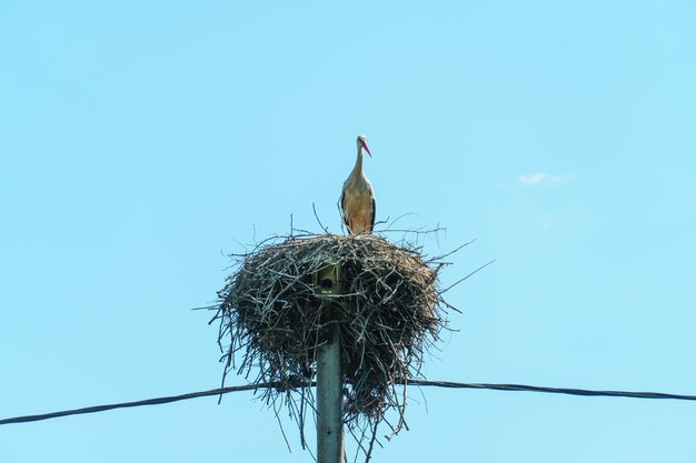 A young stork stands in a large nest against a background of blue sky A large stork nest on a concrete power pole The stork is a symbol of Belarus