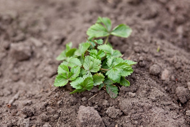 Young strawberry bush on freshly dug ground Nature photo top view