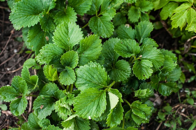 Young strawberry bushes in the garden. 