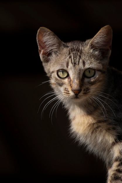 壁の休息と日光浴の若い野良猫