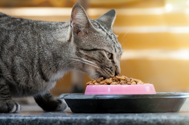 若い野良猫、彼女はいつも食べ物を食べている。