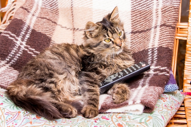 若い縞模様の猫が椅子に座ってリモコンを持ち、テレビ番組を切り替える
