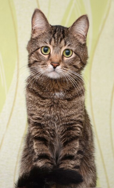 Young striped cat sitting