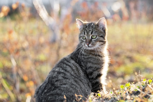 흐릿한 배경의 정원을 자세히 들여다보고 있는 어린 줄무늬 고양이