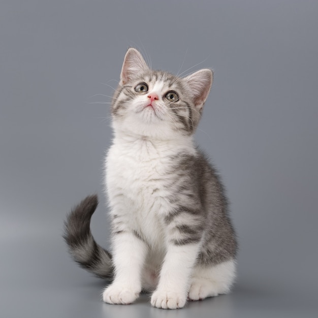 Young the striped Scottish cat on gray background