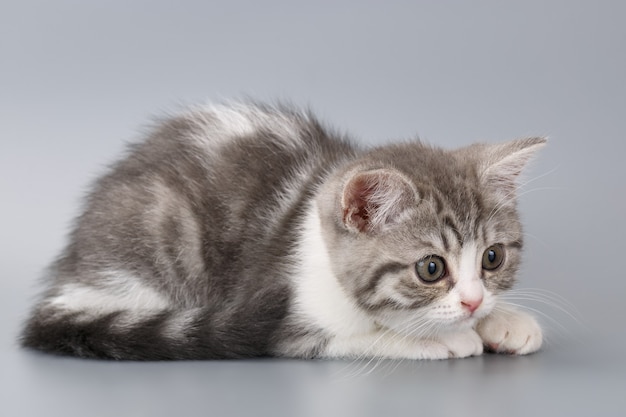 Young the striped Scottish cat on gray