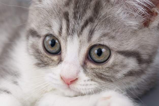 Young the striped Scottish cat