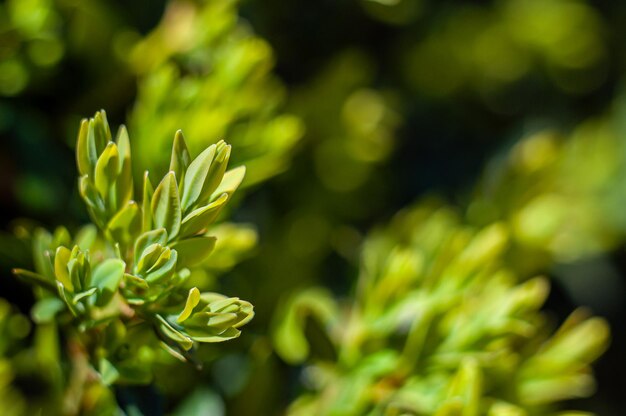Young succulent leaves of boxwood green defocus background Evergreen Garden Plants Theme