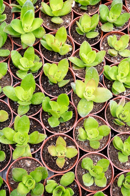 Young succulents, cacti, cactuses in pots , vertical composition, top view