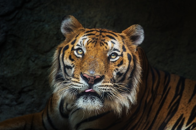 young sumatran tiger walking out of shadow/Tiger