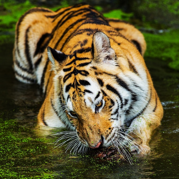 young sumatran tiger walking out of shadow