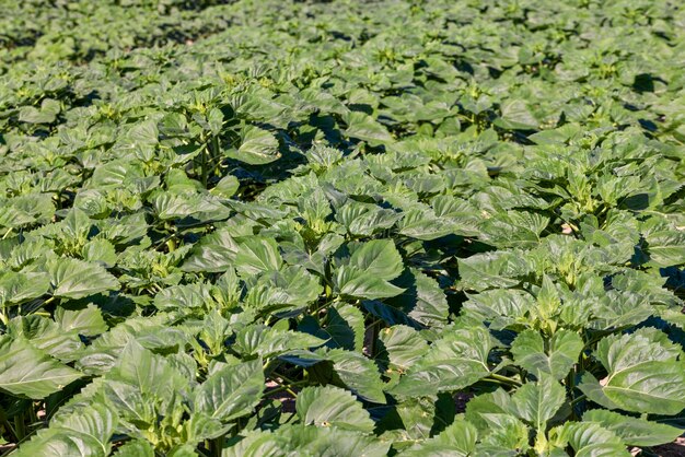 Young sunflower plants in the field