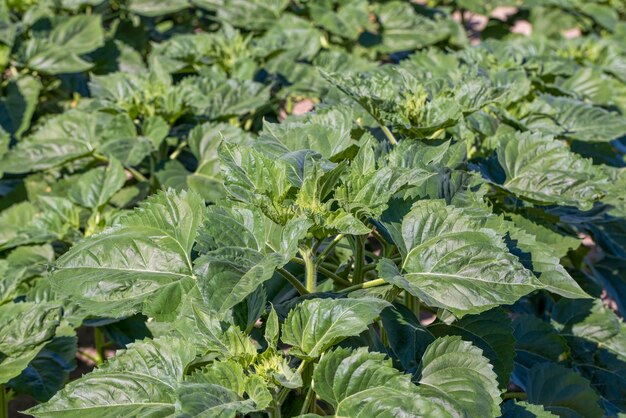 Giovani piante di girasole nel campo