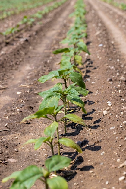 Young sunflower plants in the field