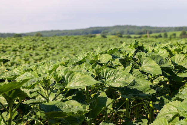 Young sunflower plants in the field