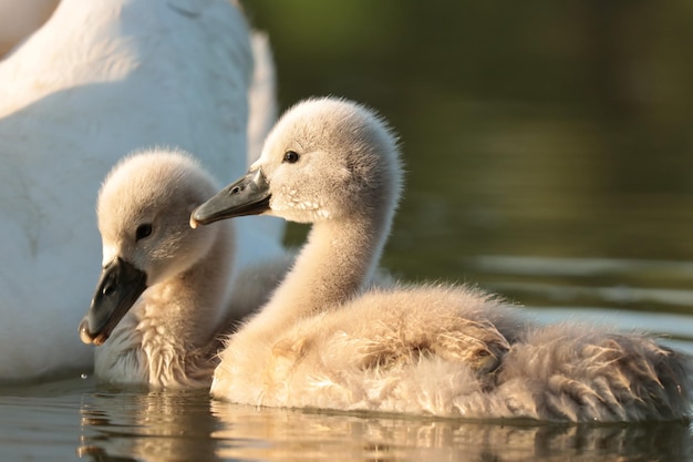 Young swan in the pond at dawn