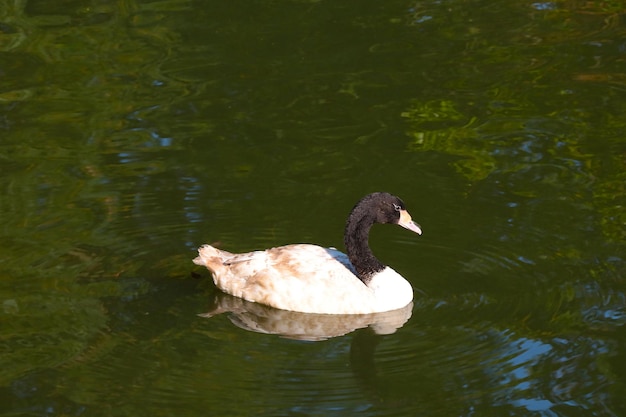 A young swan swims on a pond or lake Wild birds