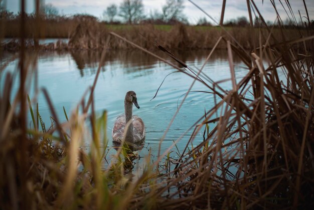 A young swan swims in a pond. Nature.