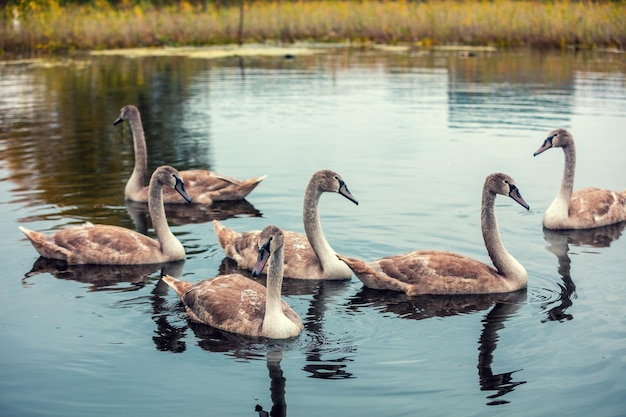 Young swans cygnet swimming in a pond