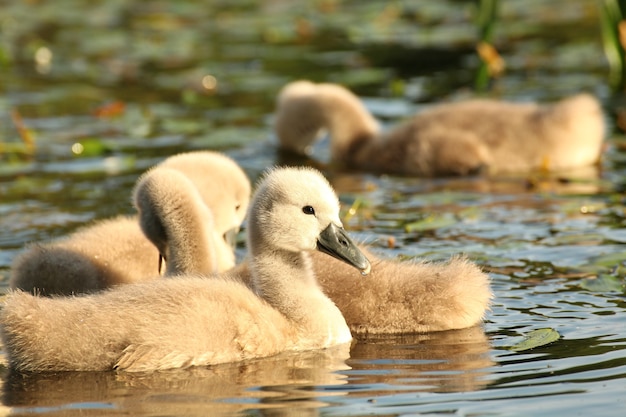 Young swans in a forest pond at dusk