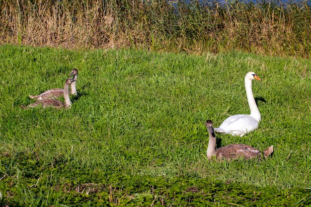 Young swans near the river bank in the summer season