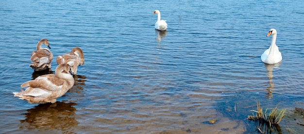 Young swans and parents swim on blue water in a pond