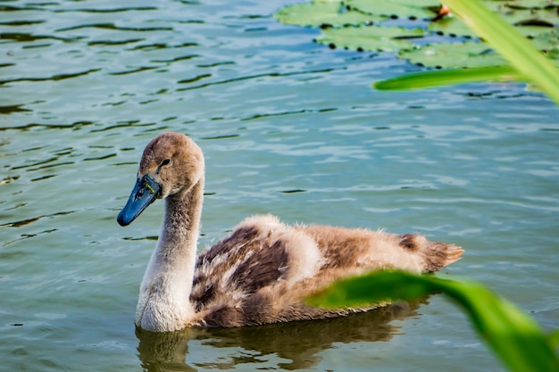 Young swans swim in the pond in clear water.