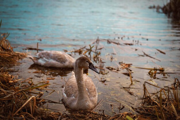 A young swans swim in a pond. Nature.