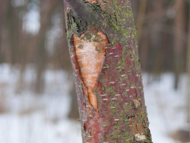 Молодая береза черешни Betula lenta с корой красной вишни