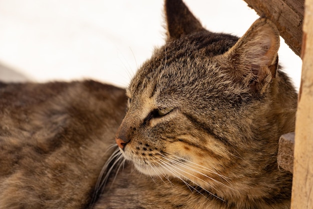 Il giovane combattente del gatto del soriano sta riposando nel cortile