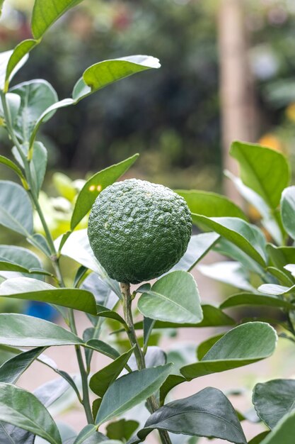 Young tangerine or mandarin fruit growing on the tree close up shot