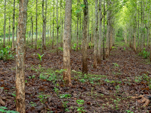 写真 インドネシアのgunung kidul yogyakartaにある若いティーク林のプランテーション