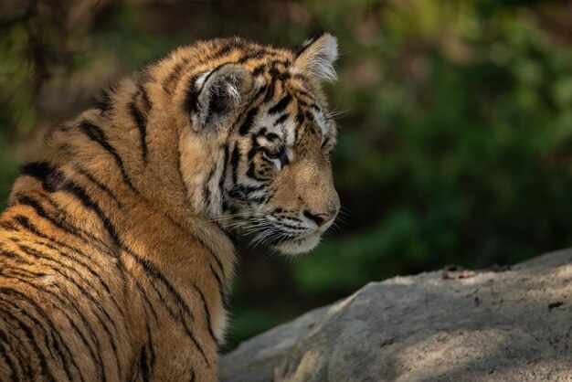 Photo a young tiger on a rock looks away closeup portrait