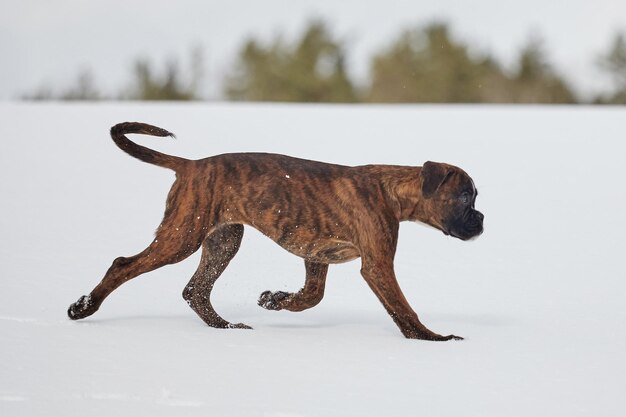 若い虎色のボクサーの子犬は、雪の中で冬の撮影中に走りながら凍ってしまいました